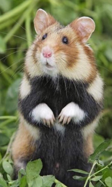 Hamster Wallpaper - Preview 4