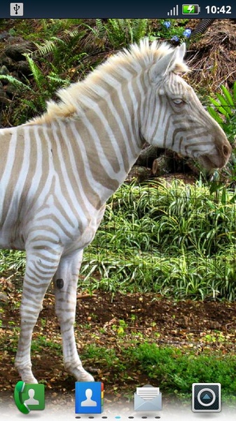 Zebras Live Wallpaper - Preview 1