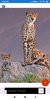 Cheetah Wallpapers: HD Images, Free Pics download screenshot 2