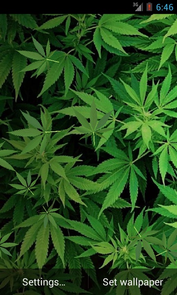 Marijuana - Preview 4