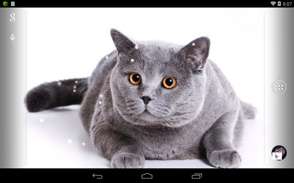 British Shorthair - Preview 1