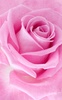 Pink Rose Live Wallpaper screenshot 7