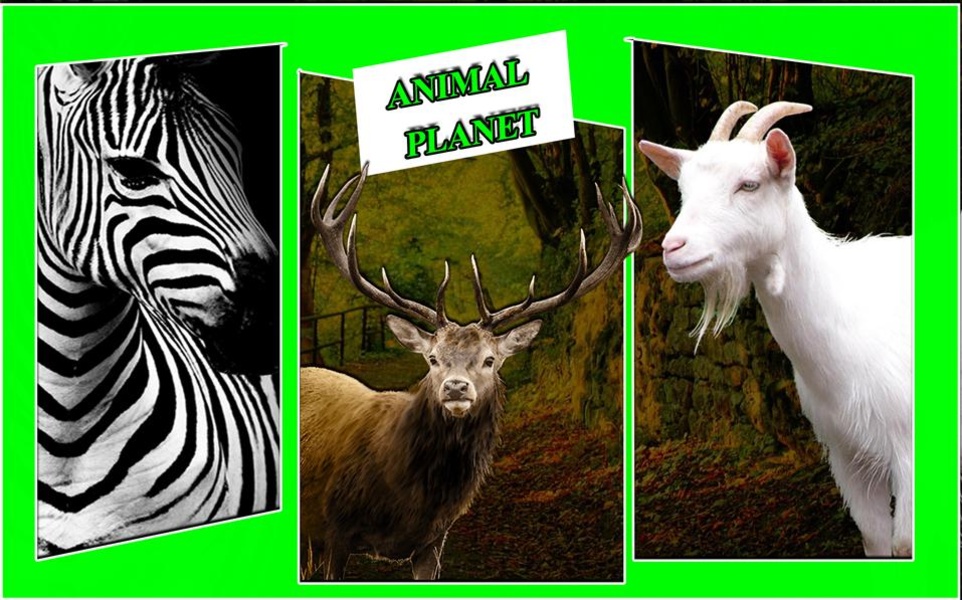 Safari Hunting Challenge - Preview 4