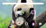 Cute Panda Live Wallpaper screenshot 2