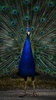 Peacock Wallpapers screenshot 12