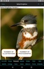 iBird Lite screenshot 14