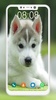 Husky Puppy Wallpapers screenshot 7