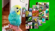 Budgerigar Sounds screenshot 7