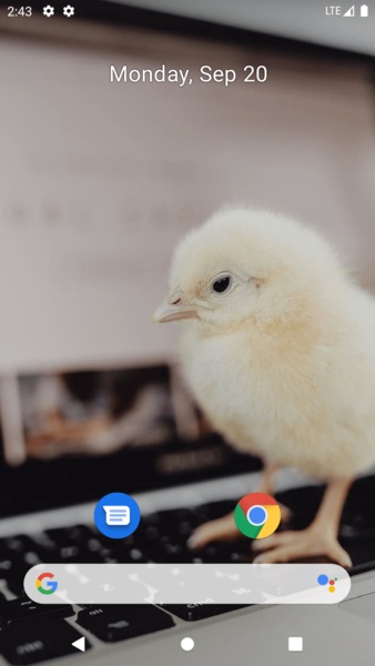 Chick Wallpaper - Preview 3
