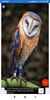 Owl Wallpaper: HD images, Free Pics download screenshot 1