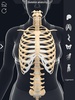 Skeleton Anatomy Pro. screenshot 4
