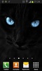 Black cats Live Wallpaper screenshot 9