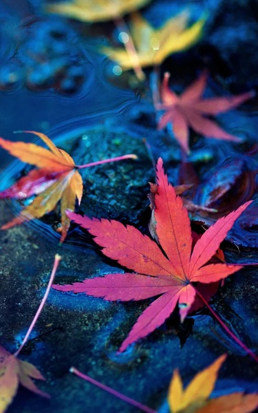 Beautiful Live Wallpaper - Preview 3