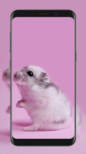 Cute Hamster Wallpapers - Preview 4