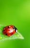 Ladybug Live Wallpaper screenshot 1