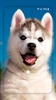 Husky dog Wallpaper HD Themes screenshot 6