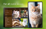 Cat Wallpapers & Cute Kittens screenshot 1