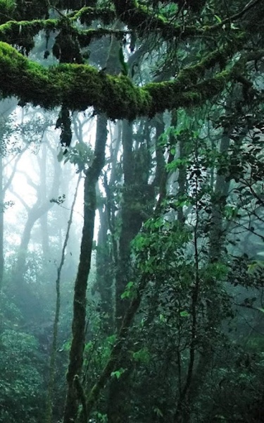 Jungle Live Wallpaper - Preview 4