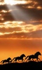 Horse Live Wallpaper screenshot 2