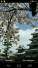 Spring Sakura Blossom Video Wallpaper screenshot 1