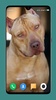 Pitbull Dog Wallpaper 4K screenshot 5