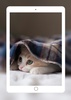 Cute Cats Wallpaper screenshot 2