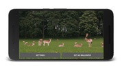 Deers Video Live Wallpaper screenshot 5