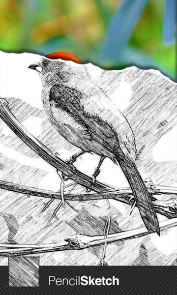 Sketch Guru - Preview 1
