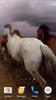 Wild Horses Live Wallpaper screenshot 7