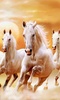 Horses Live Wallpaper - backgrounds hd screenshot 12