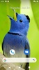 Bird Wallpaper HD screenshot 9