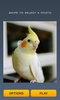Cute Birds Puzzle screenshot 1