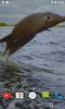 Jumping Dolphin Live Wallpaper screenshot 2
