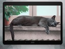 Cute Lazy Cat Live Wallpaper screenshot 3