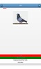 Breeds of pigeons - quiz screenshot 2