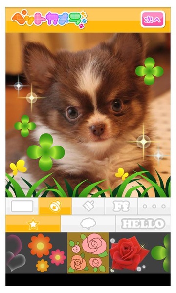 Petcamera - Preview 1