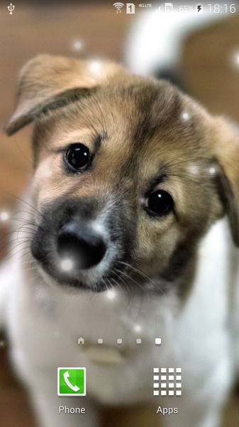 Puppies - Preview 5