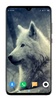 Wolf Wallpaper 4K screenshot 14