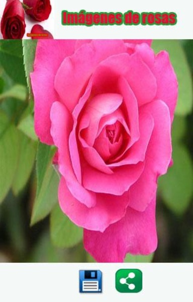 Imagenes de rosas - Preview 3