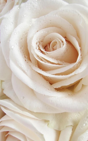 Macro Rose Live Wallpaper - Preview 6