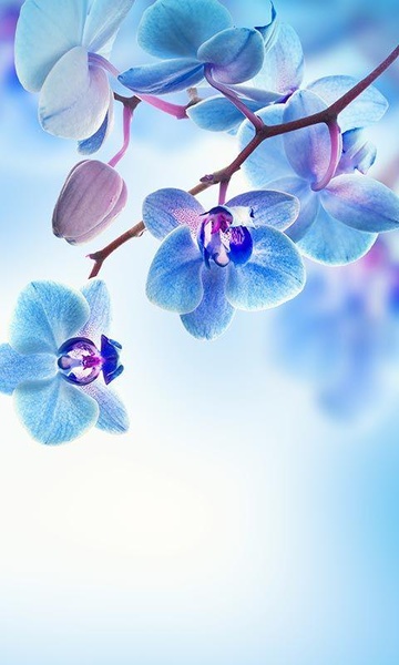 Spring Flowers Live Wallpaper - Preview 4