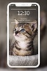 Cutest Cats Wallpaper screenshot 3