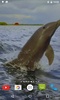 Jumping Dolphin Live Wallpaper screenshot 3