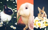 Cute Rabbits Wallpaper screenshot 3