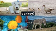 Learn Animal Names in English screenshot 5