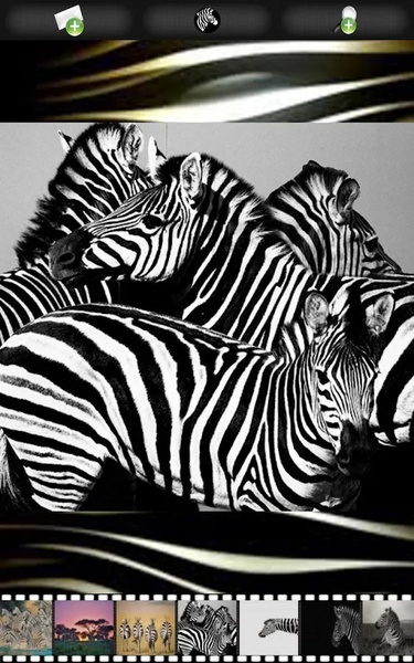 Zebra Wallpapers - Preview 1