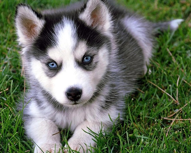 Huskies Wallpapers - Preview 1
