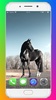 Horse Wallpaper HD screenshot 10