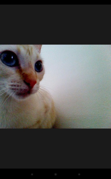 snapcat - Preview 3