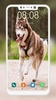 Husky Dog Wallpaper screenshot 3